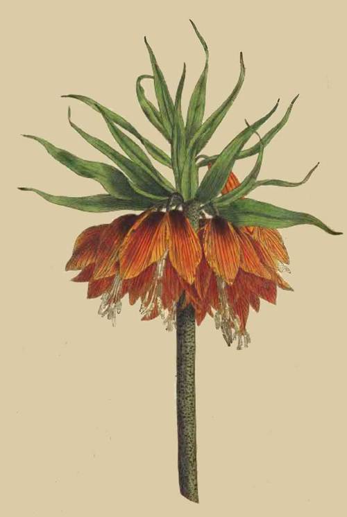 Crown imperial